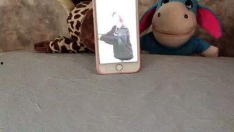 吃瓜娱乐小猫,小猫的吃瓜娱乐日记